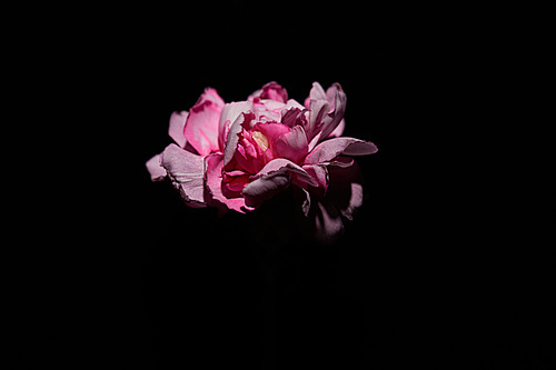 Pink clove flower isolated on black
