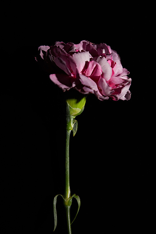 Pink clove flower on stem isolated on black