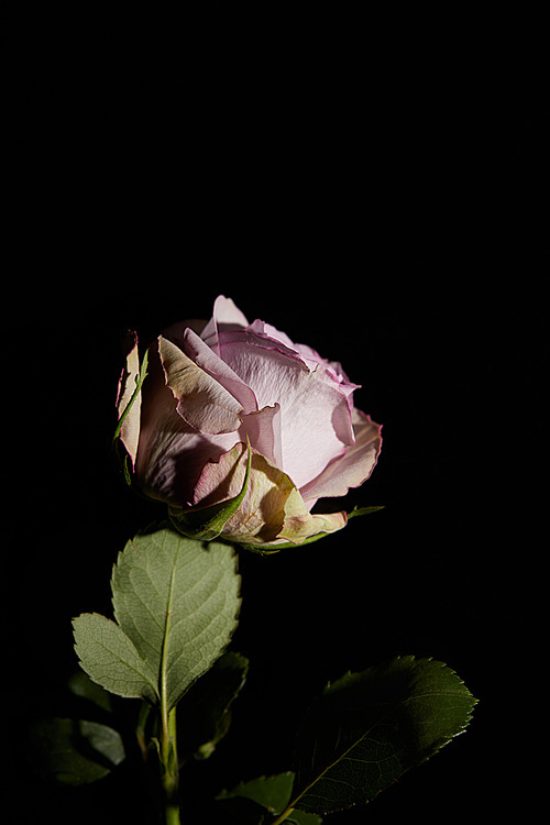 Violet rose with leaves isolated on black