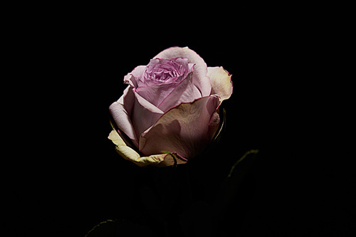 Close up view of violet rose isolated on black