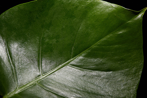 Close up view of green leaf of plant isolated on black