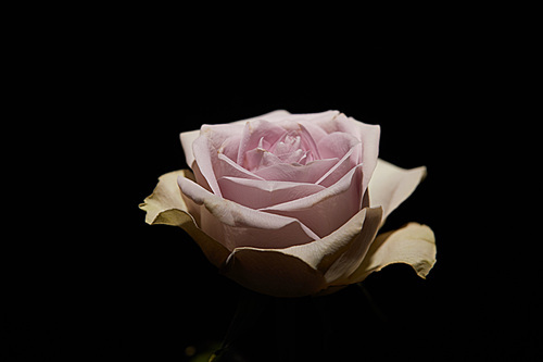 Rose with pink petals isolated on black