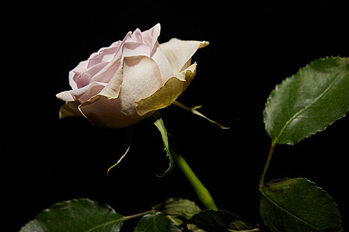 Pink rose with leaves isolated on black