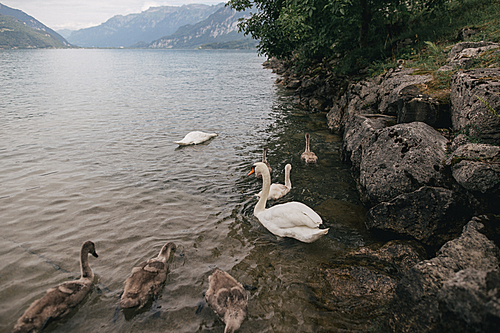beautiful swans floating in mountain lake, Bern, Switzerland