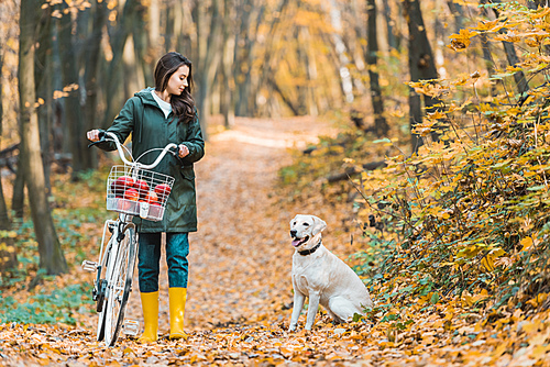young woman carrying bicycle with basket full of apples and her dog walking near on yellow leafy path in autumnal forest