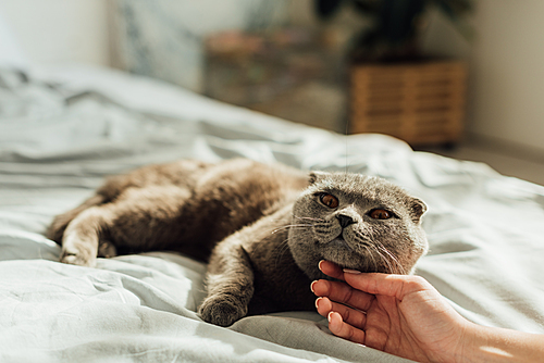 cropped view of young woman stroking cute scottish fold cat at home