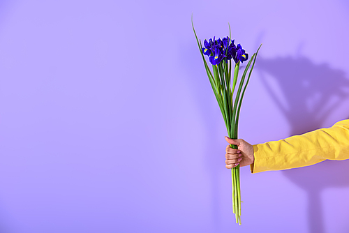 cropped view of female hand holding irises, on trendy ultra violet background