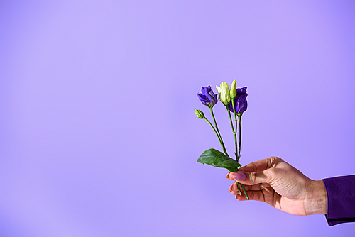 cropped view on hand holding purple eustoma flowers, isolated on ultra violet