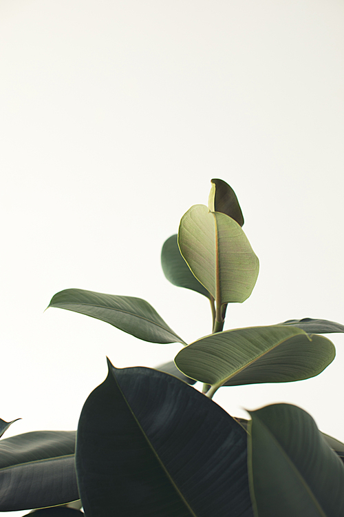 close up of green ficus plant, isolated on white with copy space, minimalistic style