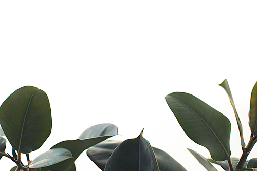 close up of green ficus leaves, isolated on white with copy space, minimalistic style