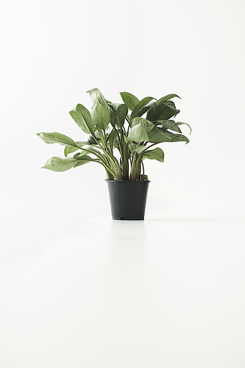 green potted plant, isolated on white with copy space, minimalistic style