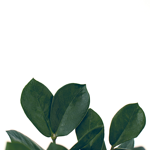 close up of green ficus leaves, isolated on white with copy space, minimalistic style