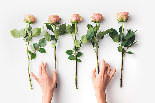 hands with pink roses isolated on white