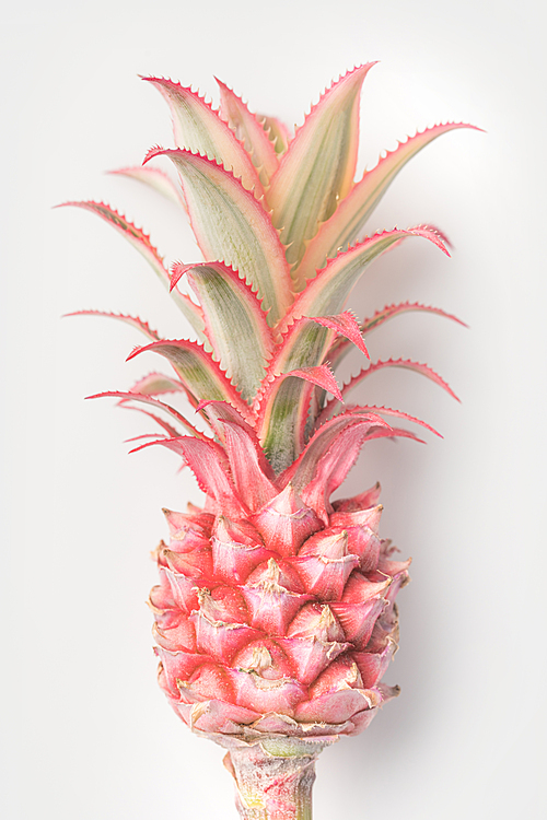 pink pineapple on stem closeup isolated on white