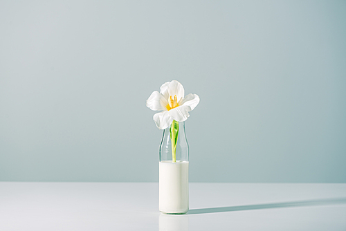 beautiful white tulip flower in bottle with milk on grey
