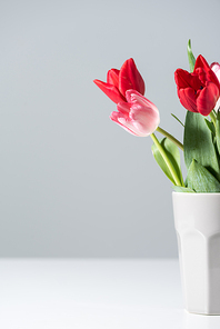 close-up view of beautiful blooming red and pink tulip flowers in vase on grey