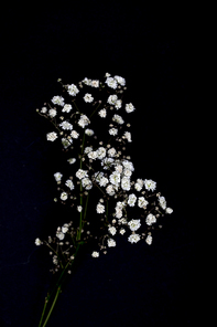twigs with beautiful small white flowers isolated on black