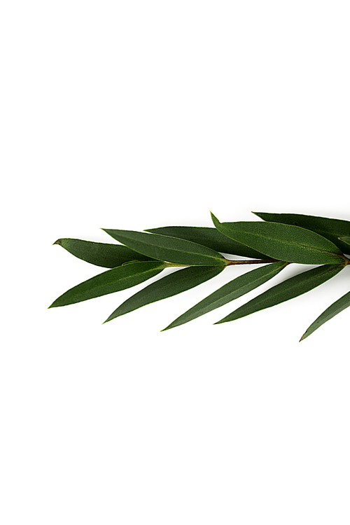 twig with green leaves isolated on white