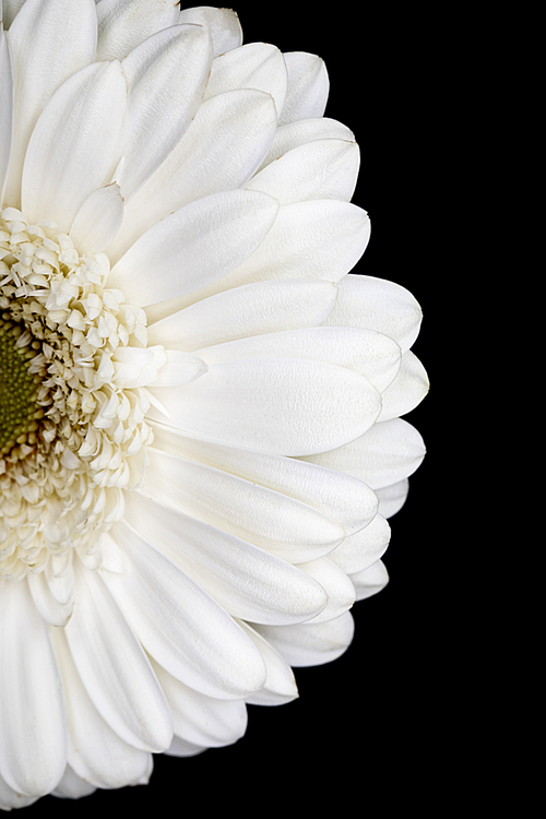 top view of half of white gerbera isolated on black