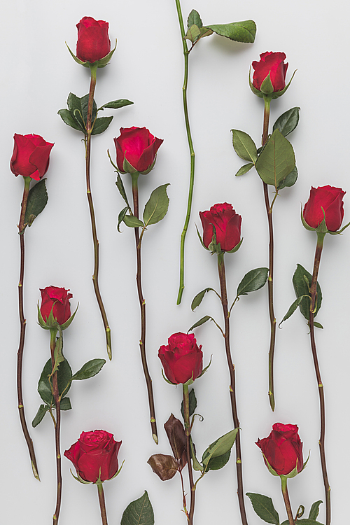 full frame of arranged red roses isolated on white, st valentines day holiday concept