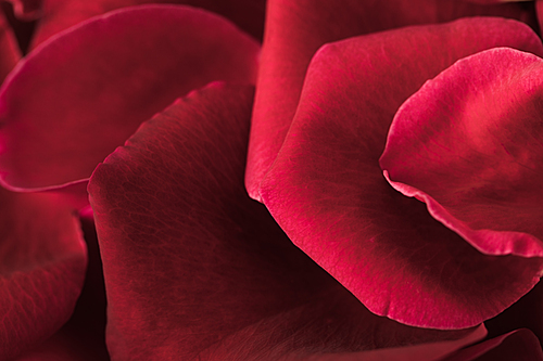 close up view of red roses petals texture