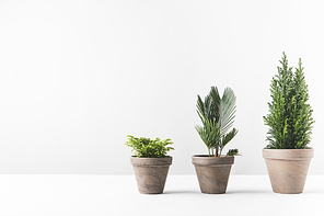 beautiful green home plants growing in pots on white