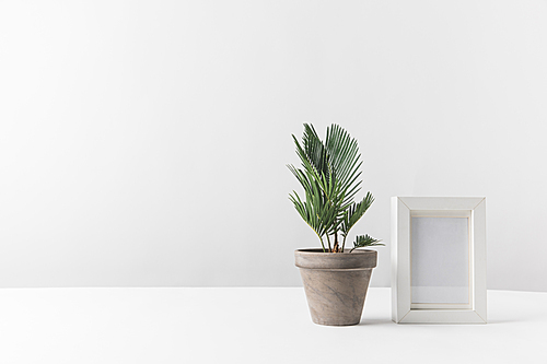 beautiful green potted plant and empty photo frame on white