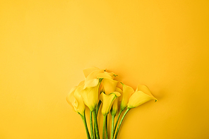 close-up view of beautiful yellow calla lily flowers isolated on yellow