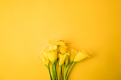close-up view of beautiful yellow calla lily flowers isolated on yellow