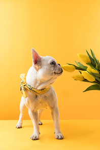 funny french bulldog sniffing beautiful yellow tulip flowers on yellow