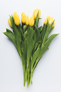beautiful blooming yellow tulip flowers isolated on grey