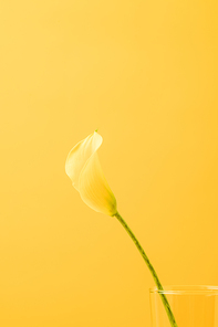 close-up view of beautiful yellow calla lily flower isolated on yellow
