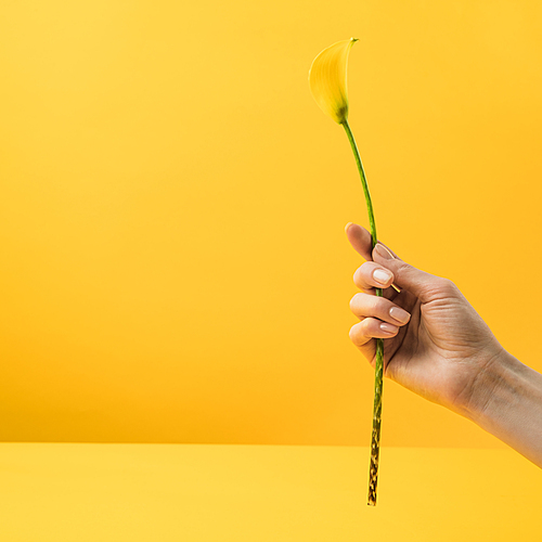 cropped shot of person holding yellow calla lily flower isolated on yellow