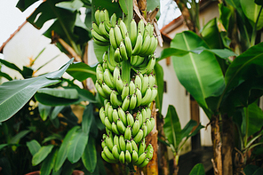 close-up view of green bananas growing on tree in Hoi An, Vietnam