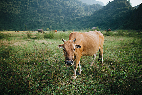 cattle grazing on green grass in Phong Nha Ke Bang National Park, Vietnam