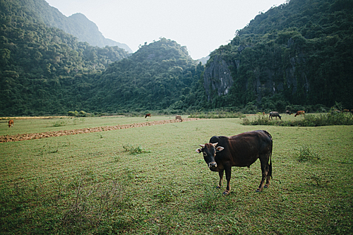 cattle grazing on green grass in mountains, Phong Nha Ke Bang National Park, Vietnam