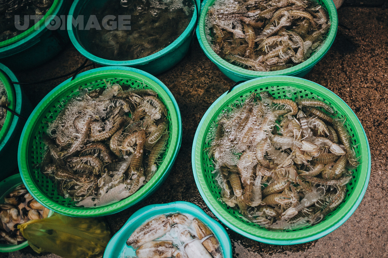 유토이미지 | top view of raw shrimps, lobsters, mussels and fish in plastic bowls, Ha Long, Vietnam