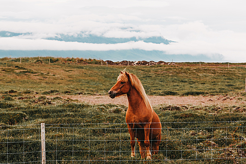 beautiful brown horse standing on green grass behind fence in northern iceland