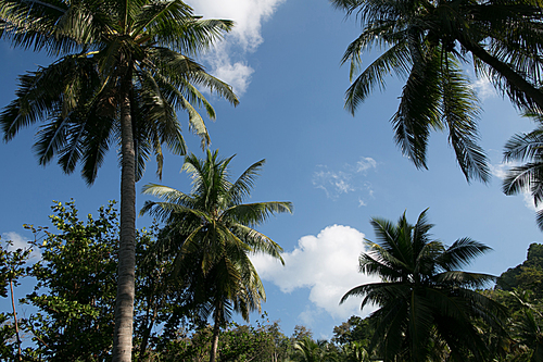 scenic view of palm trees and cloudy sky, phuket, thailand