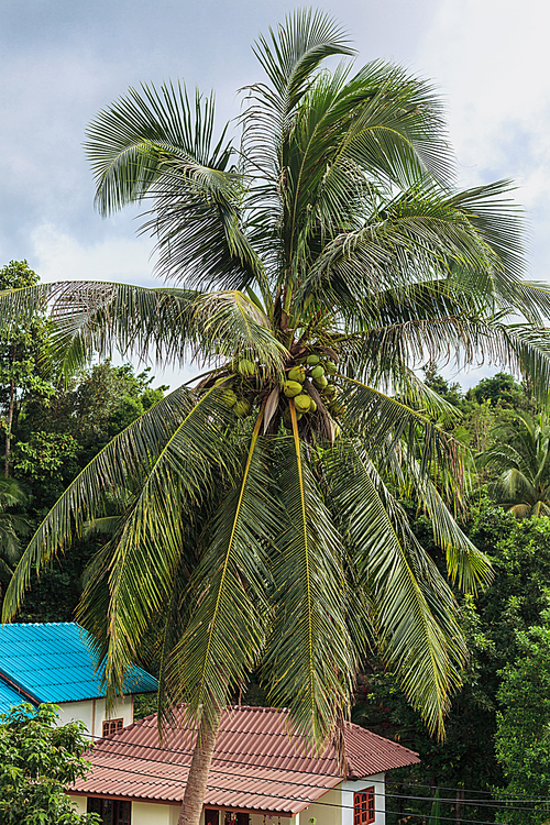 landscape with palm tree and houss in forest