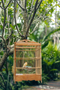 close up view of little bird in wooden cage that hanging on tree