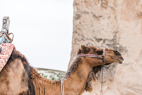 side view of beautiful camel in goreme national park, cappadocia, turkey