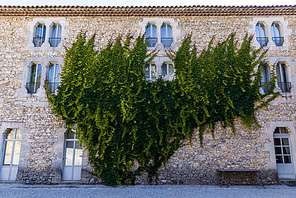 old stone building with green ivy on wall and decorative windows, provence, france