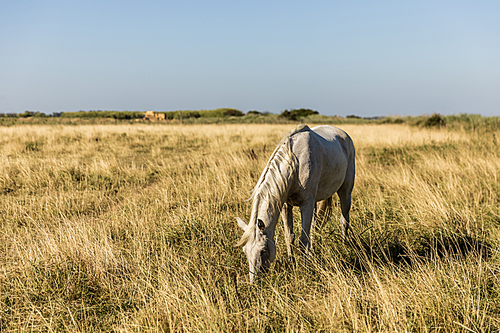 beautiful white horse grazing on pasture, provence, france