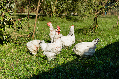 flock of adorable white chickens walking on grassy meadow at farm