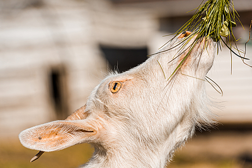 selective focus of adorable goat eating grass at farm