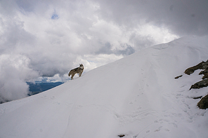 husky dog walking in snowy mountains