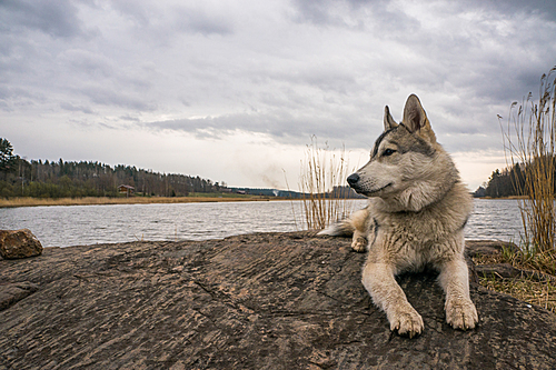 close up view of malamute dog resting on rock near river