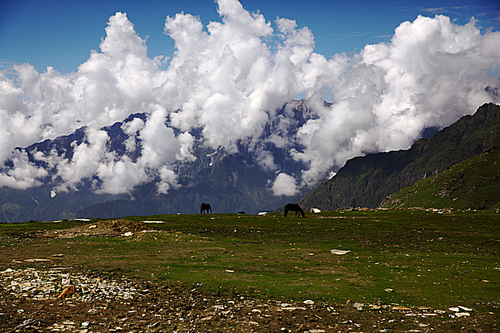 유토이미지 | horses grazing on green grass in mountain valley, Indian ...