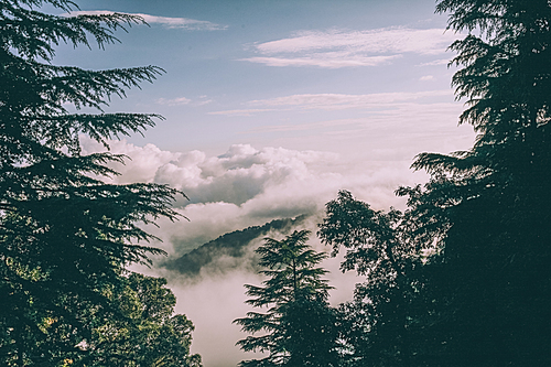 evergreen trees and beautiful mountains with clouds in Indian Himalayas